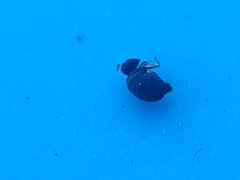 Sminthurinus atrapallidus