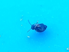 Sminthurinus atrapallidus