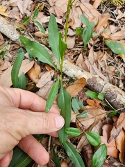 Solidago virgata