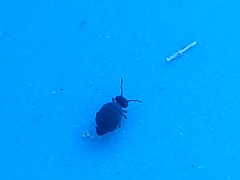 Sminthurinus atrapallidus