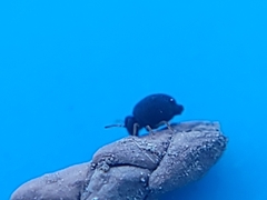 Sminthurinus atrapallidus