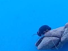 Sminthurinus atrapallidus