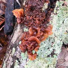 Phaeotremella frondosa