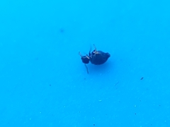 Sminthurinus atrapallidus