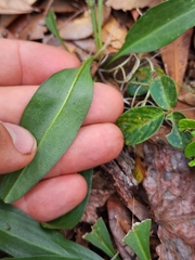 Solidago virgata