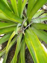 Bromelioideae
