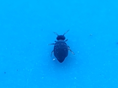 Sminthurinus atrapallidus
