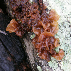 Phaeotremella frondosa