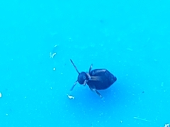 Sminthurinus atrapallidus