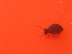 Sminthurinus atrapallidus