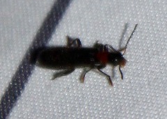 Cymatodera bicolor