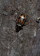 Bembidion dentellum