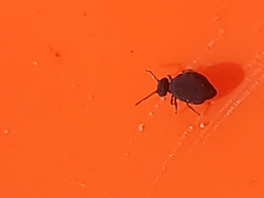 Sminthurinus atrapallidus
