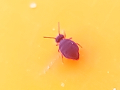 Sminthurinus atrapallidus