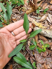 Solidago virgata