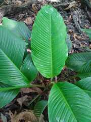 Spathiphyllum blandum