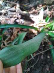 Spathiphyllum blandum