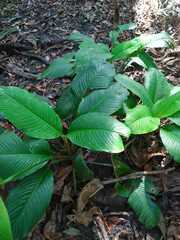 Spathiphyllum blandum