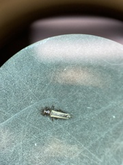 Thripinae