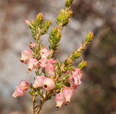 Erica glomiflora