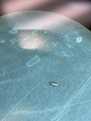 Thripinae