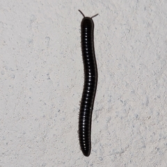 Julidae