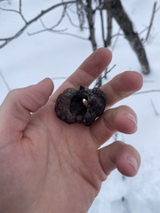Pachypappa sacculi