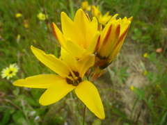 Ixia maculata