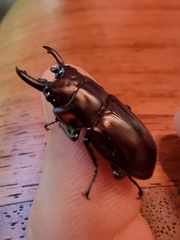 Prosopocoilus torresensis