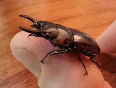 Prosopocoilus torresensis