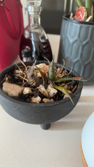 Haworthia