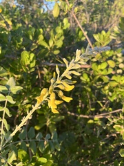 Sophora tomentosa