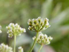 Pimpinella caffra