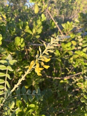 Sophora tomentosa
