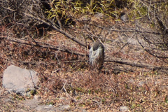 Nycticorax
