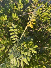 Sophora tomentosa
