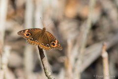 Junonia neildi