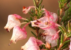 Erica glomiflora