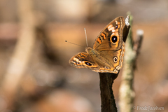 Junonia neildi
