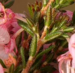 Erica glomiflora