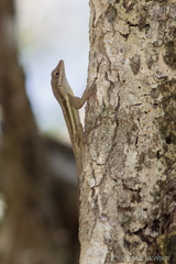 Anolis opalinus