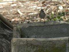 Zonotrichia capensis