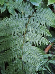 Leptolepia novae-zelandiae