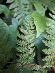 Leptolepia novae-zelandiae