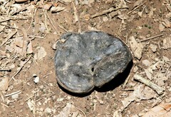 Enterolobium