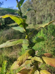 Calomeria amaranthoides