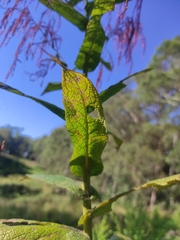 Calomeria amaranthoides