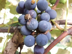 Euschistus servus euschistoides