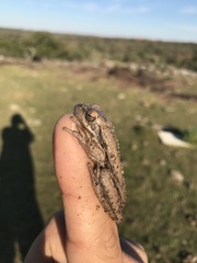 Boana pulchella