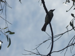 Myiodynastes maculatus